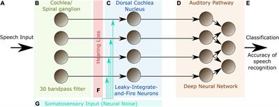 Intrinsic Noise Improves Speech Recognition in a Computational Model of the Auditory Pathway
